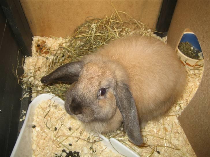 Kanin Rosa R.I.P. billede 7