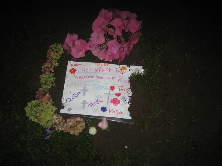 Kanin Rosa R.I.P. billede 8