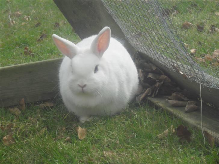 Kanin Snehvide - Velkommen til Snehvide´s profil! (: *billedet må ikke kopieres* DER KOMMER BILLEDER SENERE! billede 1