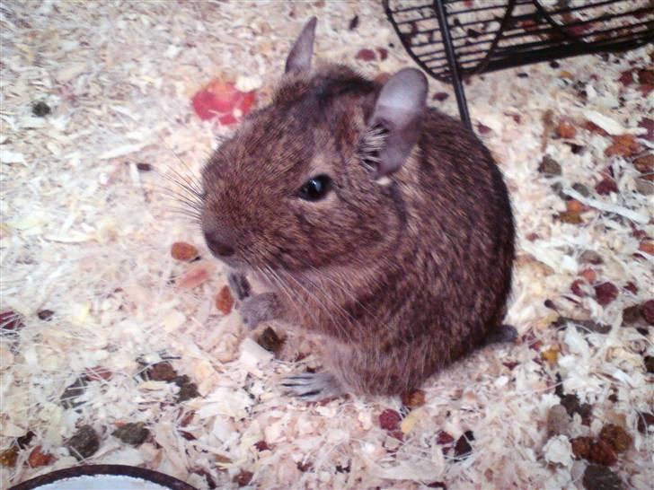 Degu Mickey billede 1