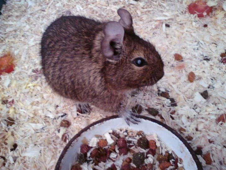 Degu Mickey billede 2