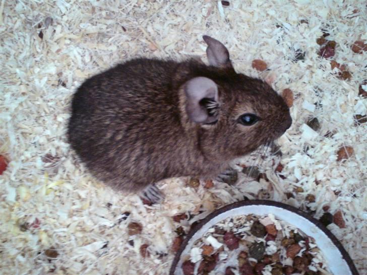 Degu Mickey billede 3