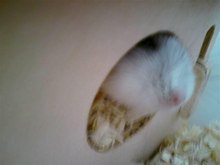 Hamster Bølle  billede 6