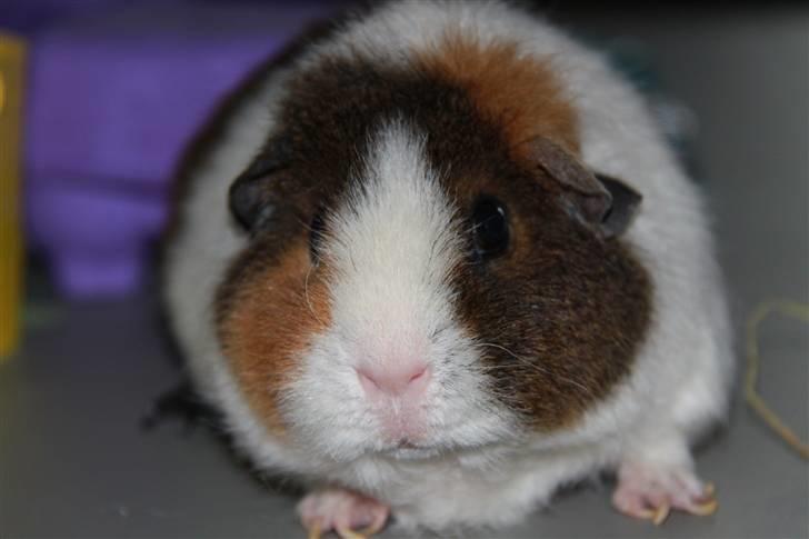 Marsvin                       iDa billede 1