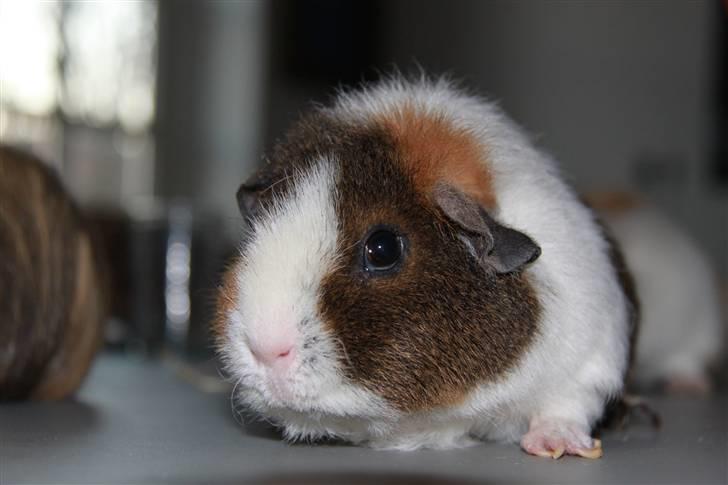 Marsvin                       iDa billede 2