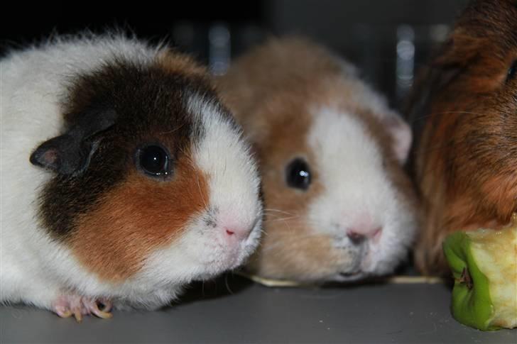 Marsvin                       iDa - iDa og hendes søster Molly ;o) billede 3