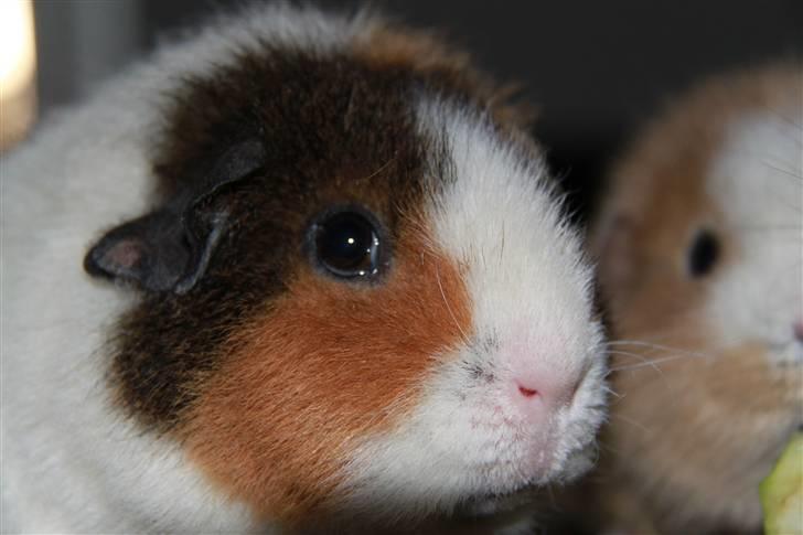 Marsvin                       iDa billede 4