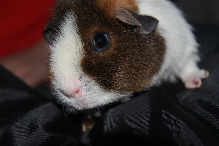 Marsvin                       iDa billede 5