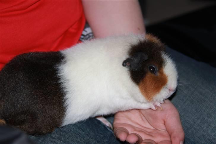 Marsvin                       iDa - Lasse (Min lillebror) holder iDa ;) billede 6