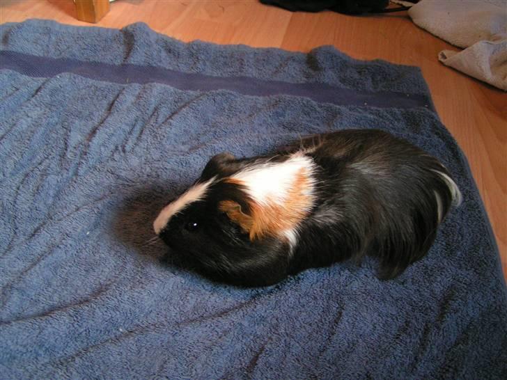 Marsvin Marhcuz billede 1