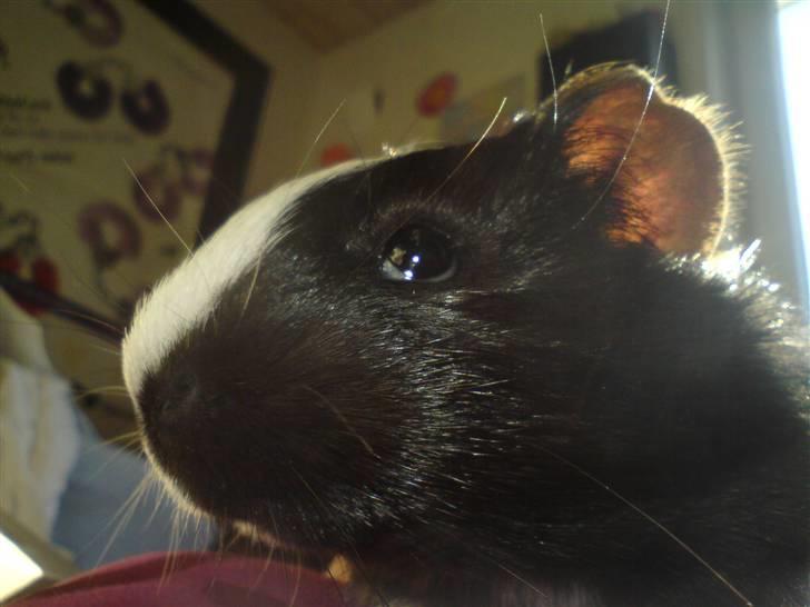 Marsvin Marhcuz billede 2