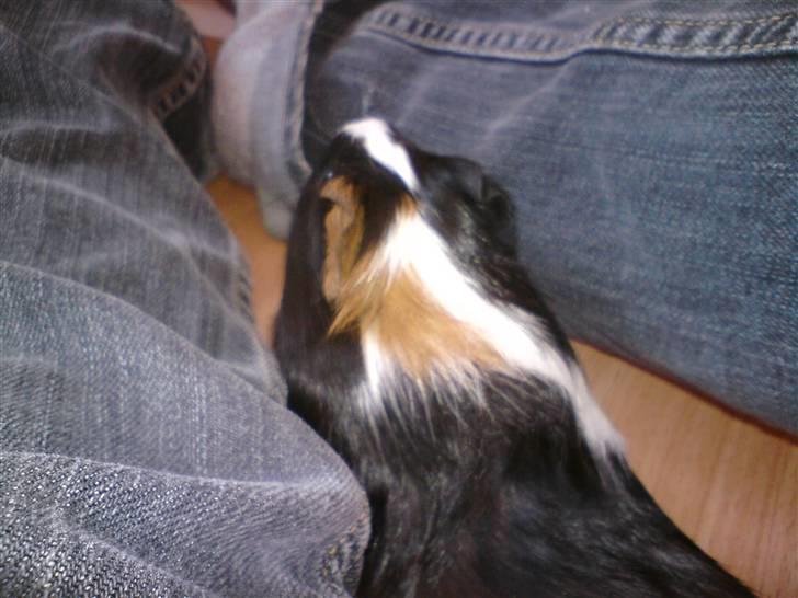 Marsvin Marhcuz billede 3