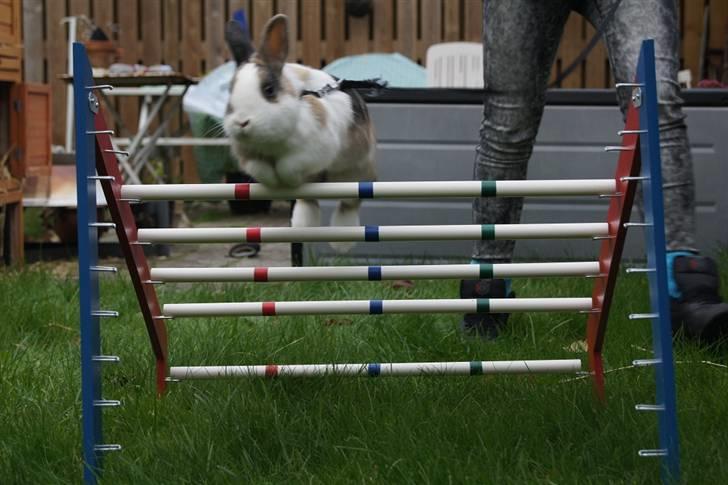 Kanin Dexter - Dukster xD billede 1