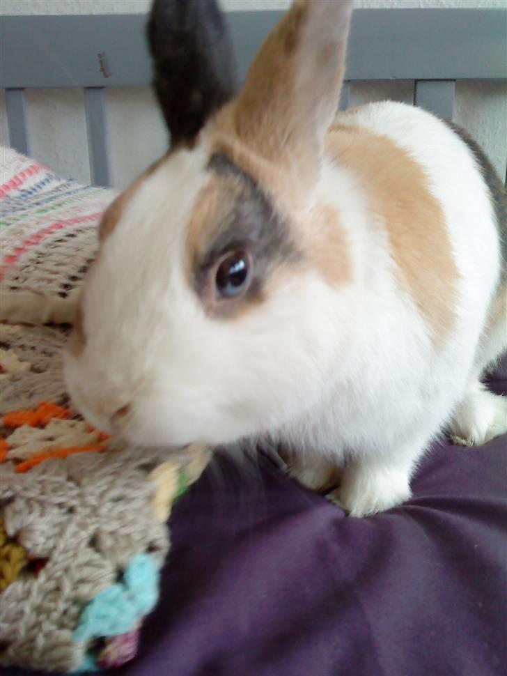 Kanin Dexter - Min dejlige nusser! billede 2