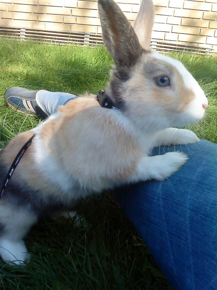Kanin Dexter billede 3