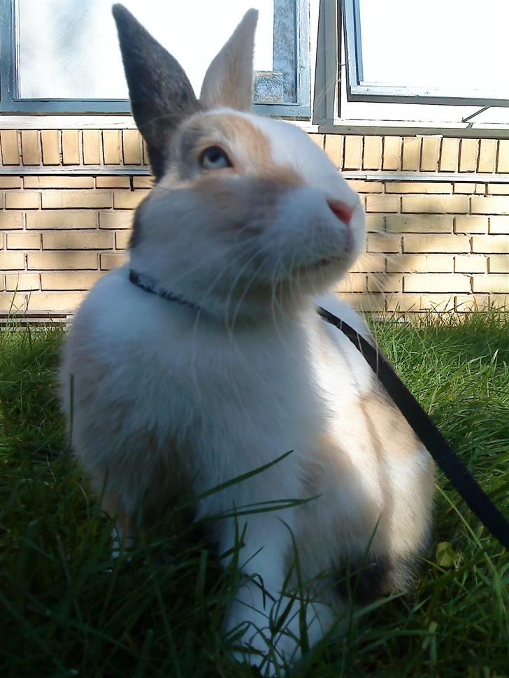 Kanin Dexter billede 4