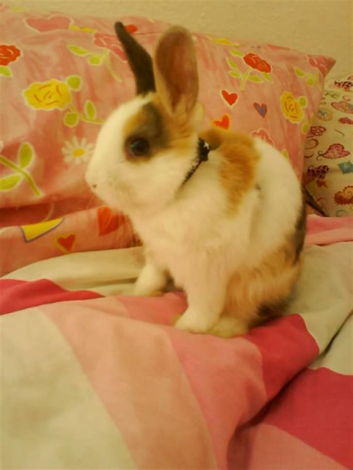 Kanin Dexter - Baby Dexter! billede 5