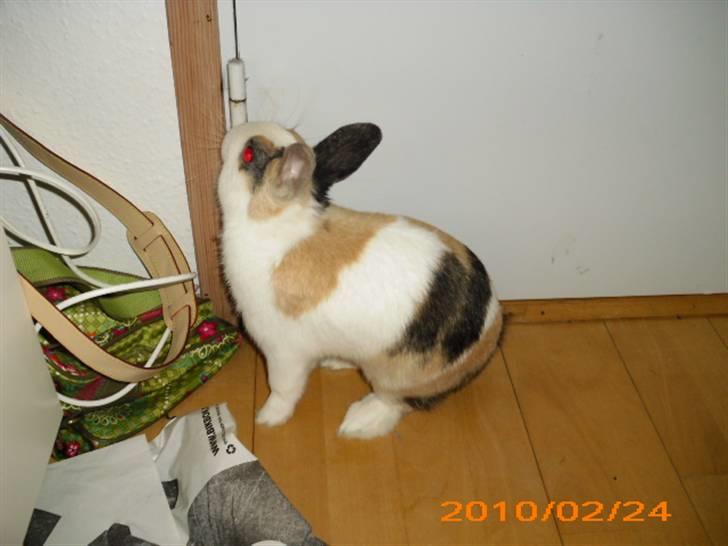 Kanin Dexter billede 6