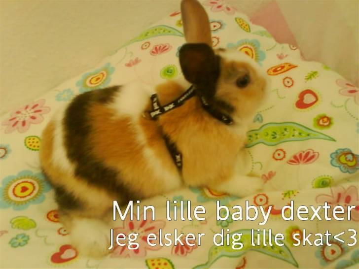 Kanin Dexter - Så lille... billede 7