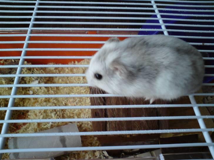Dværghamster Medina billede 1