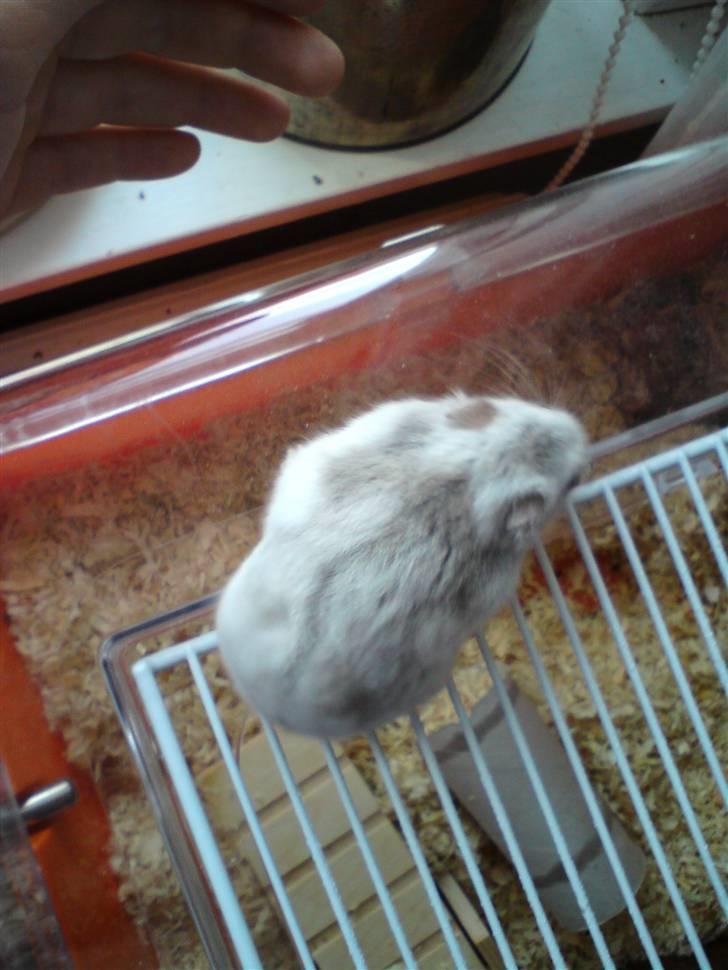 Dværghamster Medina billede 2