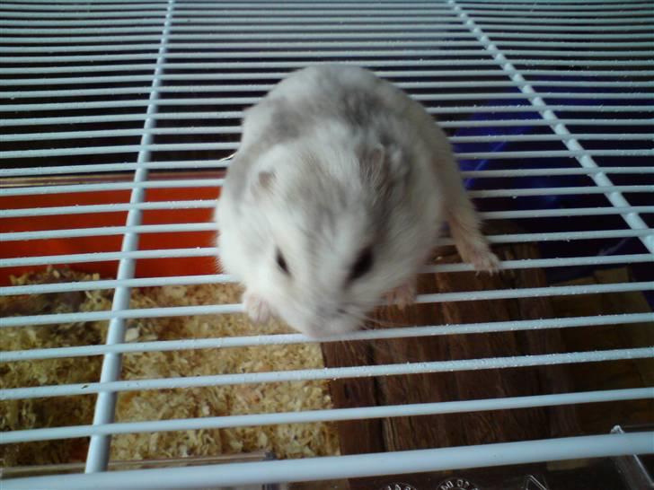 Dværghamster Medina billede 3