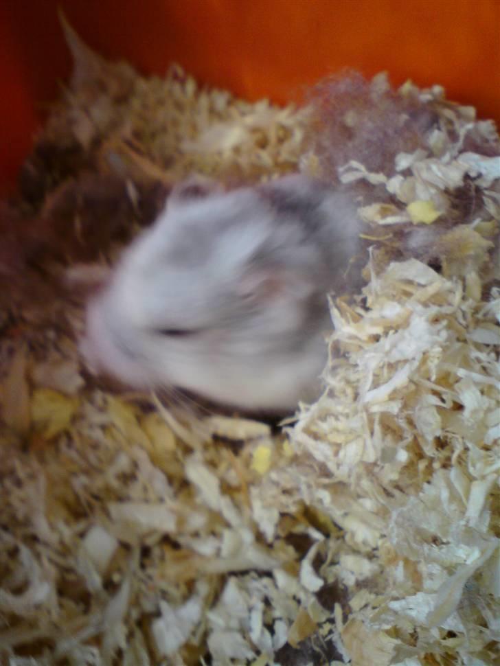 Dværghamster Medina billede 4