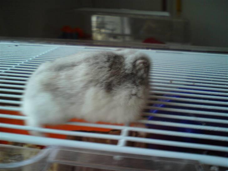 Dværghamster Medina billede 5