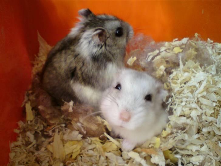 Dværghamster Medina - Medina og hendes  kæreste. (den hvide er medina) billede 6