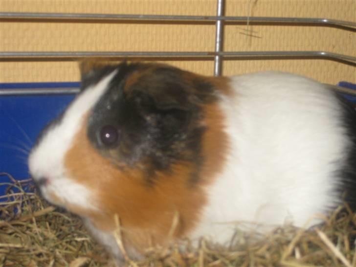 Marsvin Speedy billede 1