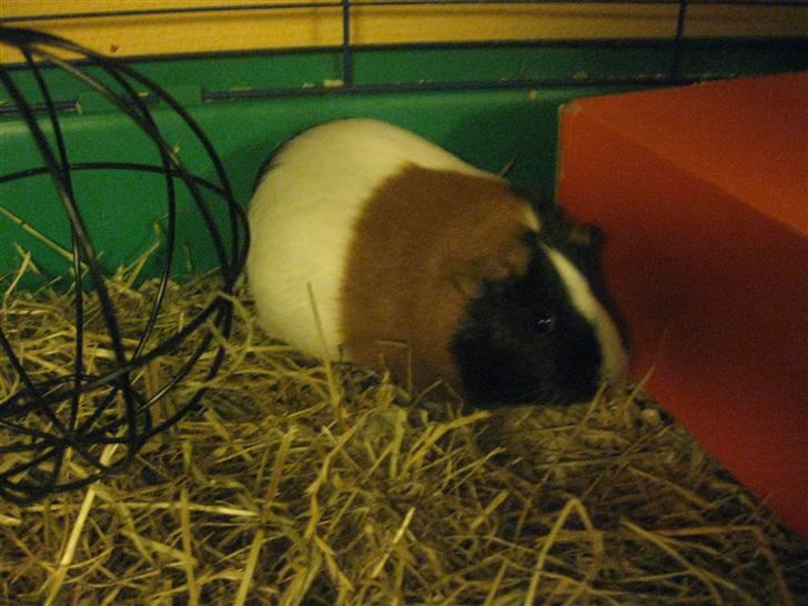 Marsvin Speedy billede 2