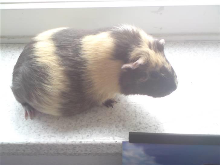 Marsvin Krokus - Lille tykke graveide Krokus :) billede 1