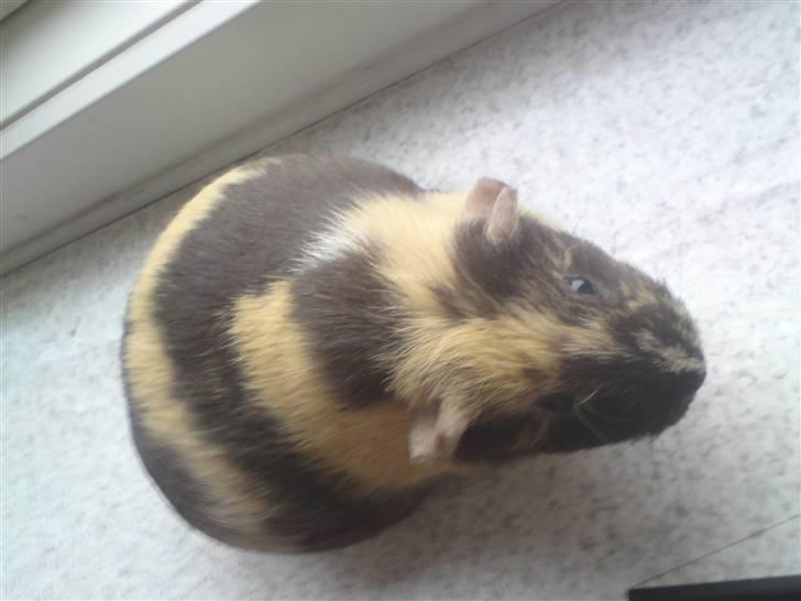 Marsvin Krokus - Dejlig gravid :) billede 2