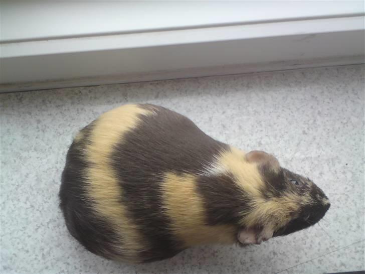 Marsvin Krokus - Dejlig gravid :) billede 3