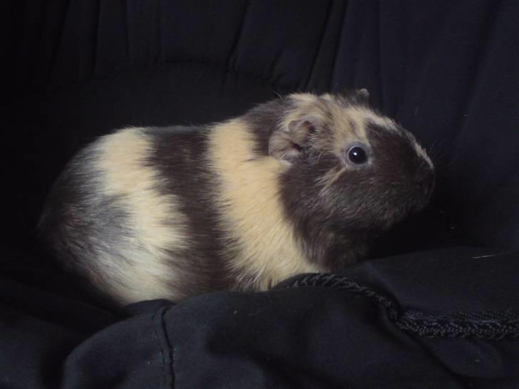 Marsvin Krokus - Krokus billede 4