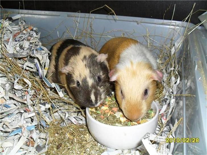 Marsvin Krokus - Mine to mutter sammen, før jeg fik dem :) billede 5