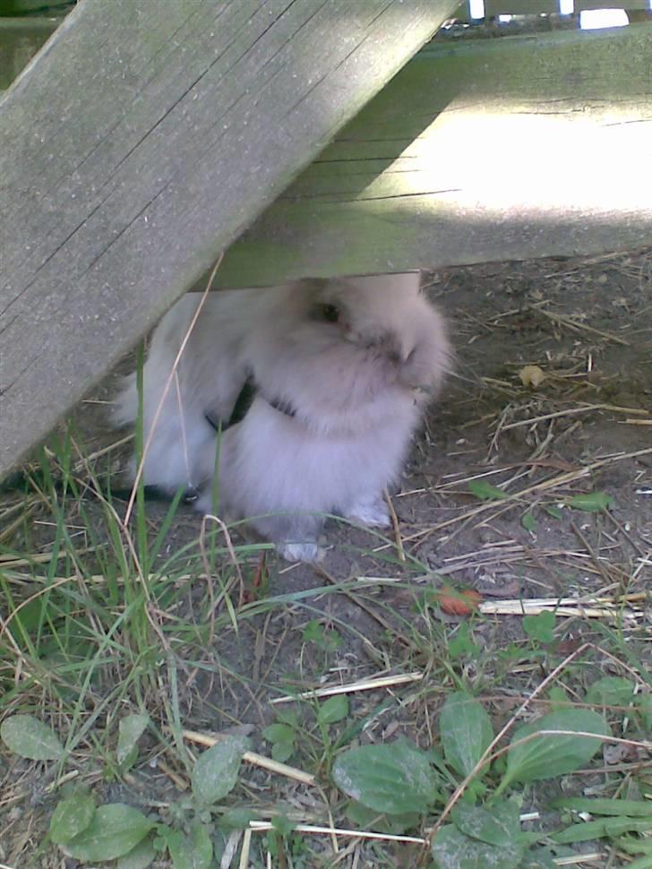 Kanin Cirkeline (bamse)<3 R.I.P - Thihi, nogle måneder efter jeg havde fået hende - stadig forgår turen i sele! xD billede 4