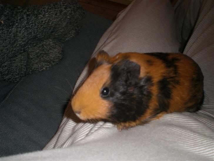 Marsvin Twiggy<'3 givet væk..<3 - 1# Twiggy sidder på skydet af miiiq<3 billede 1