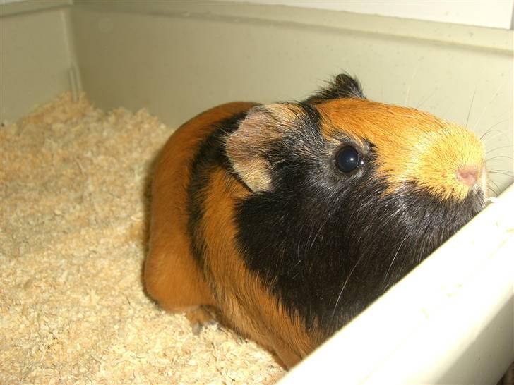 Marsvin Twiggy<'3 givet væk..<3 - 2# lille Twiggy-Girl<3 billede 2