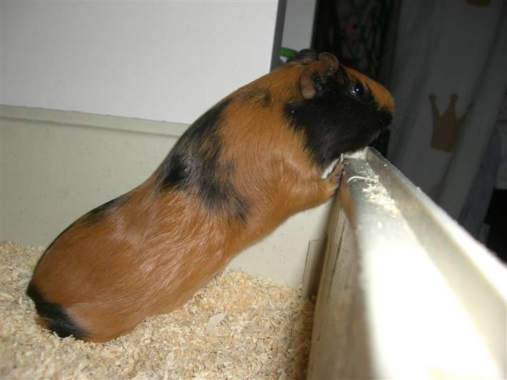 Marsvin Twiggy<'3 givet væk..<3 - 3# Forever<3 billede 3