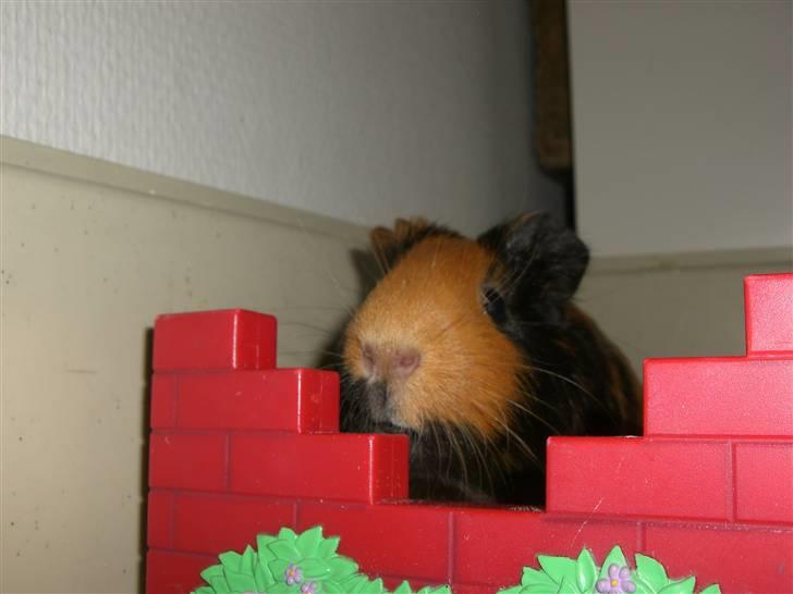 Marsvin Twiggy<'3 givet væk..<3 - 4# Jeg giiiiiiider IKKE springe xD billede 4