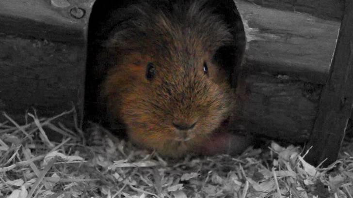 Marsvin Mulle - R.I.P. :'( ! - Mulle inde i sit hus ;-) billede 9