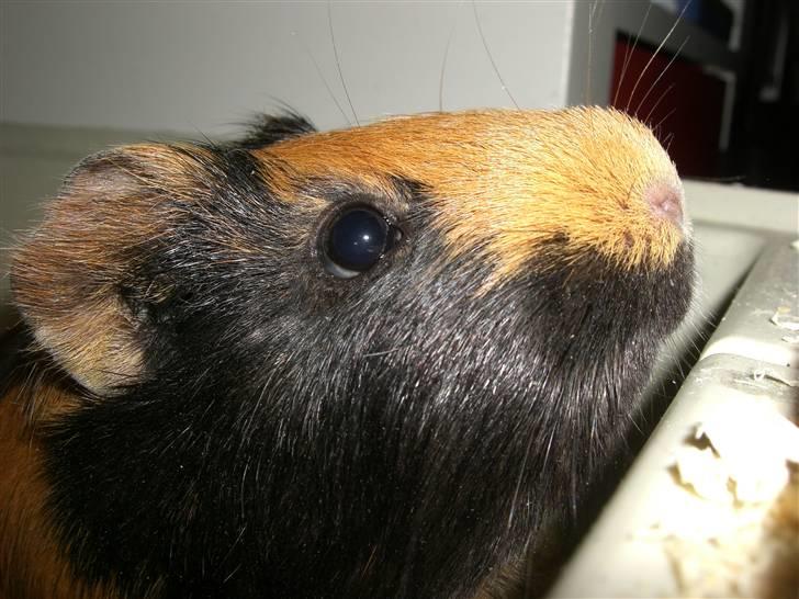 Marsvin Twiggy<'3 givet væk..<3 - 5# Hovedbillede<3 billede 5