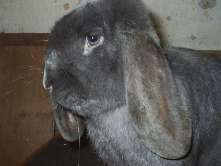 Kanin Leopold billede 3