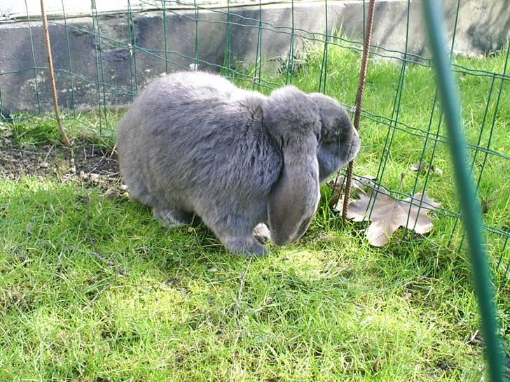 Kanin Leopold billede 4