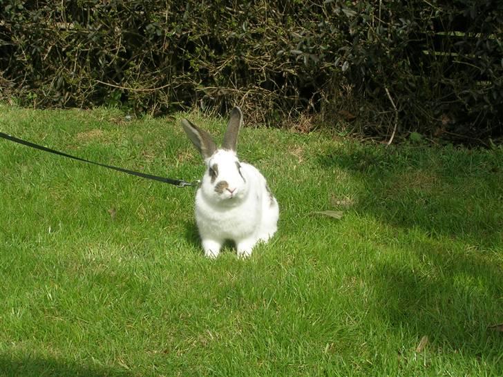 Kanin Sofie<3 givet væk:/ - Sofie er udenfor;) billede 13