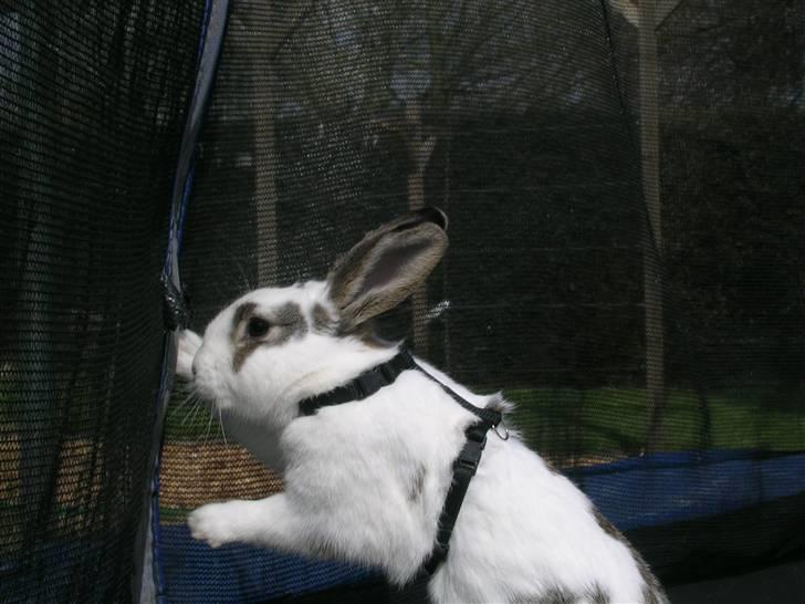 Kanin Sofie<3 givet væk:/ billede 14