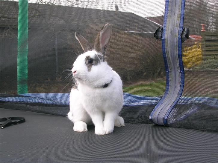 Kanin Sofie<3 givet væk:/ billede 15