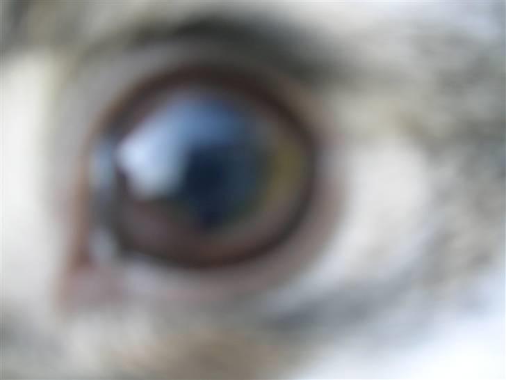 Kanin Sofie<3 givet væk:/ billede 16