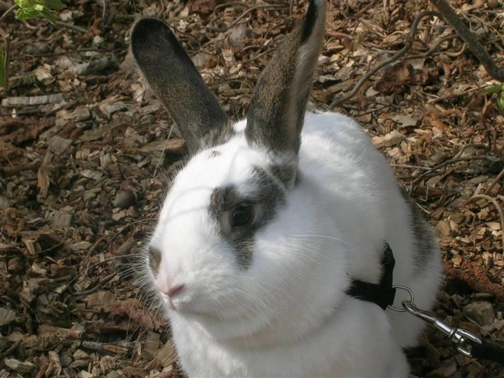 Kanin Sofie<3 givet væk:/ billede 17